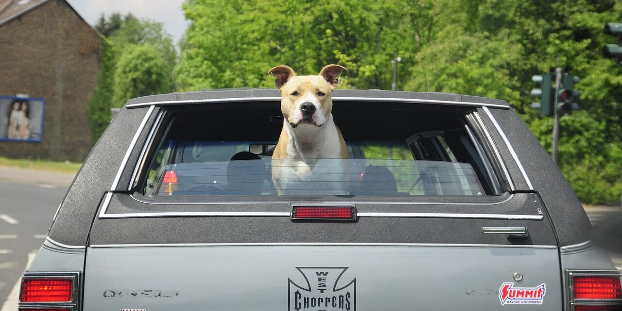 American Staffordshire Terrier im Auto