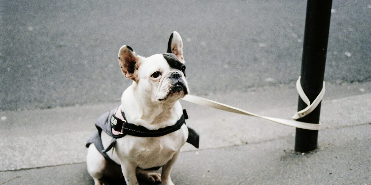 Hund alleine an einer Laterne angeleint