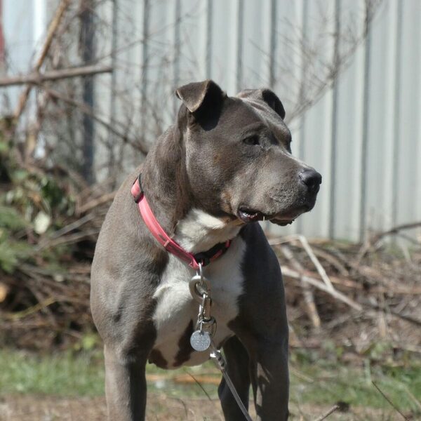 American Staffordshire Terrier