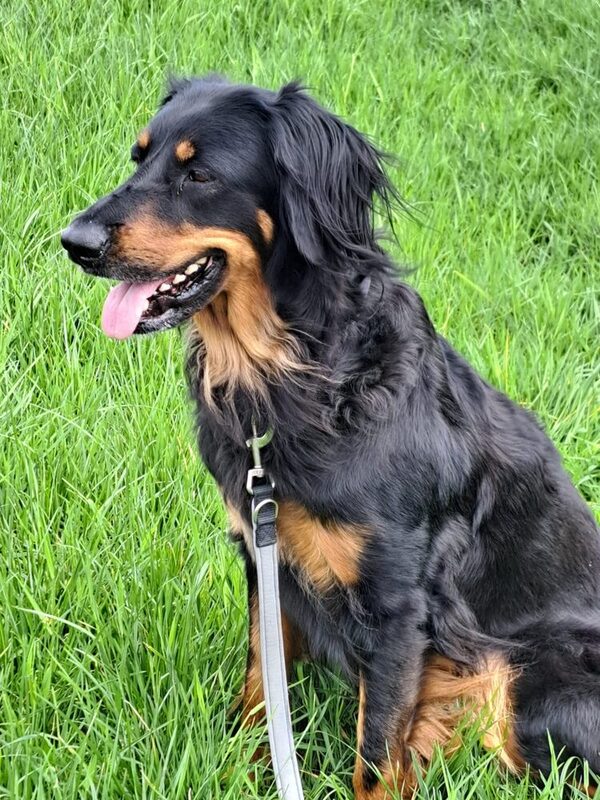 Hund der Rasse Hovawart