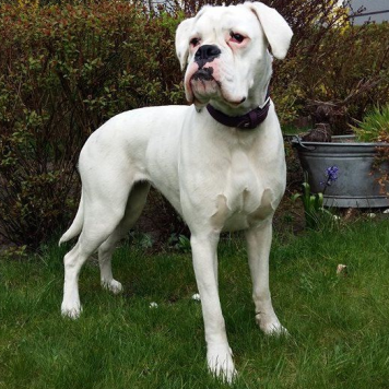 Weißer Boxer