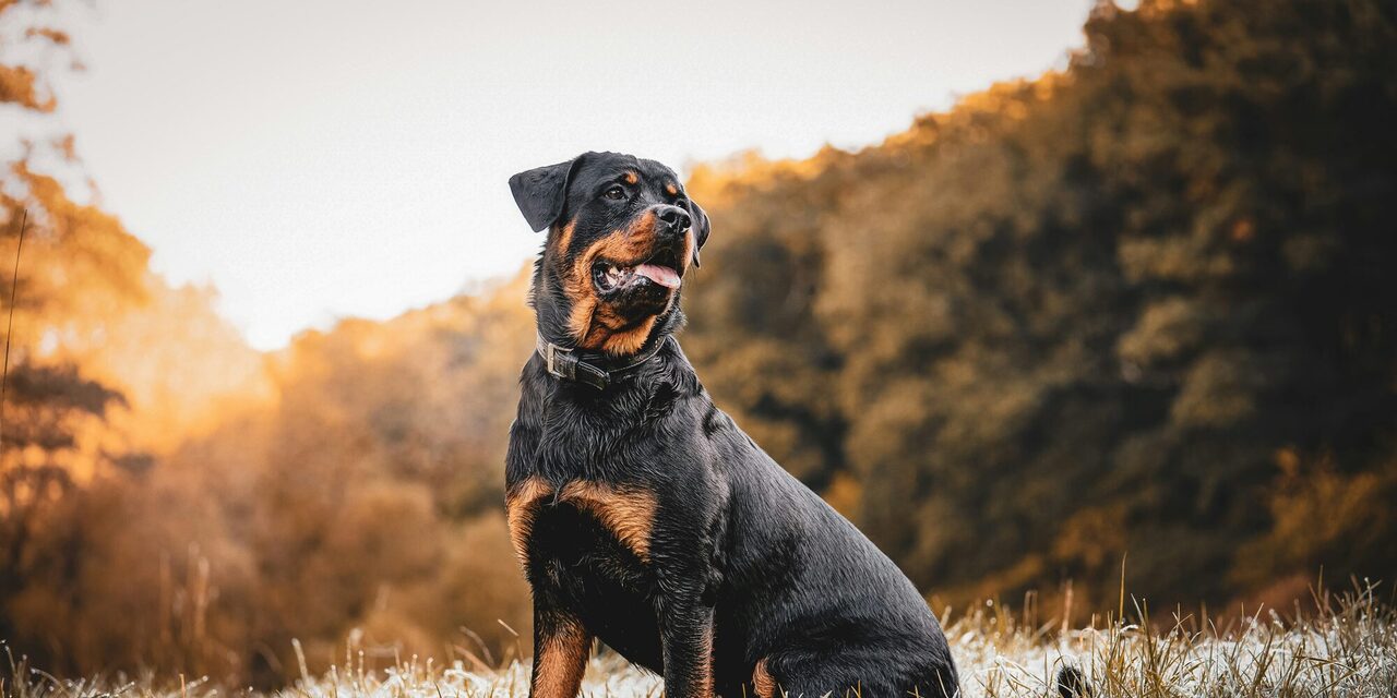 Rottweiler