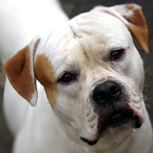 American Bulldog