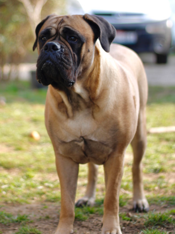 Bullmastiff