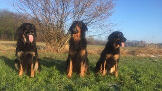 Drei Hunde der Rasse Hovawart sitzend auf einer Wiese