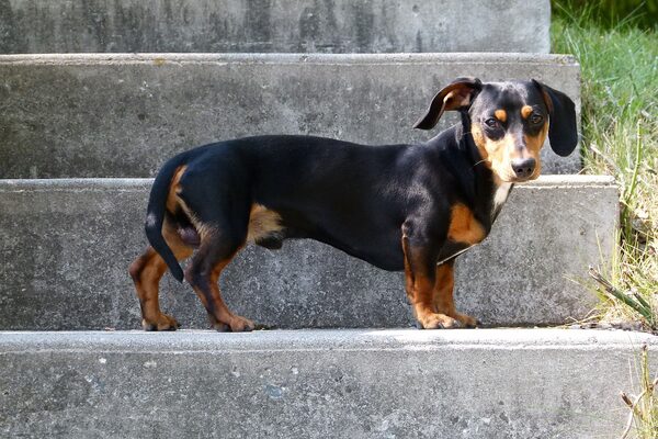 Dackel auf einer Treffe