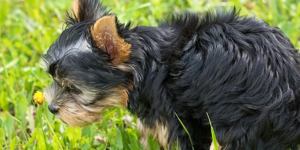 Hund der sein Geschäft verrichtet