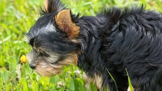 Hund der sein Geschäft verrichtet