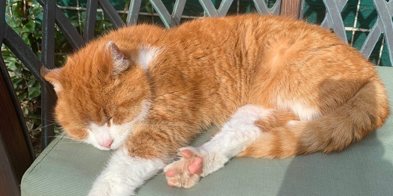 Rote Katze, die auf einer Bank liegt und schläft