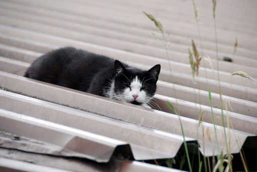 Katze auf dem Blechdach in Duisburg-Baerl