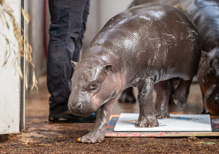 Mufaro legt "Fuß" ans Werk an.