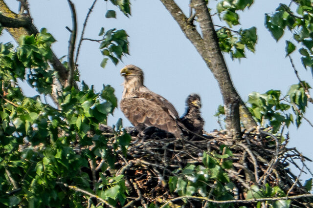 Um die Seeadler in ihrem Horst zu beobachten, braucht man schon ein ziemlich großes Fernrohr - das ist auch gut so, reagieren die Vögel doch empfindlich auf Menschennähe.