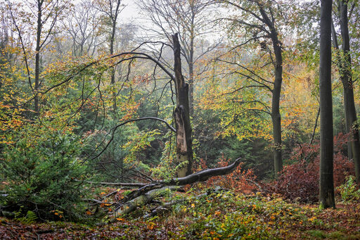 Den Wald vor lauter Bäumen nicht sehen - das kann einem auch in Duisburg passieren