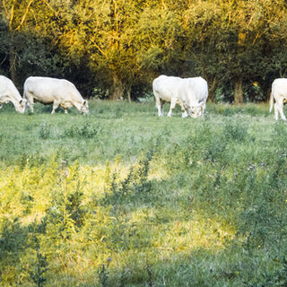 Rheinaue Walsum - Kühe auf der Weide bei Sonnenuntergang