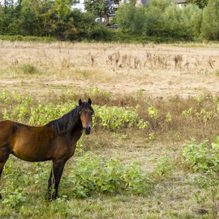 Rheinaue Walsum - Pferde auf der Weide