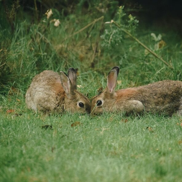 Kaninchen auf der Wiese