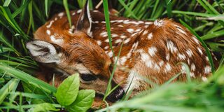 Rehkitz in der Wiese