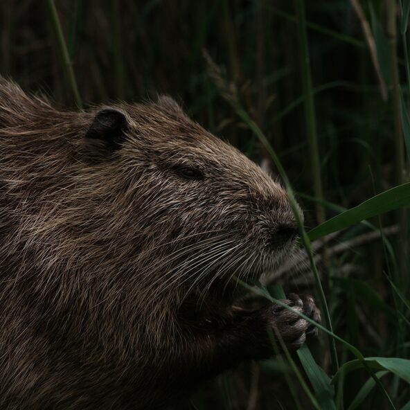 Nutria im Gras