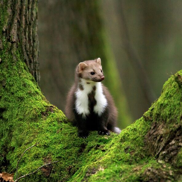 Steinmarder im Wald