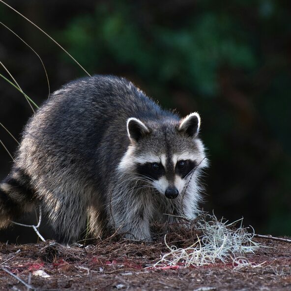 Waschbär im Wald