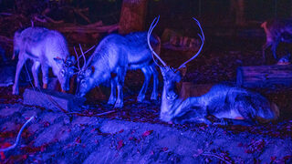 Hirsche in Dunkelheit bunt angeleuchtet