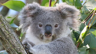 Koala Eerin