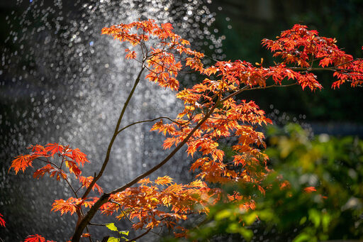 Herbstlicher Strauch im Chinesischen Garten des Zoo Duisburg