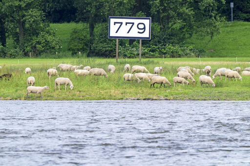 Schafe am Rhein