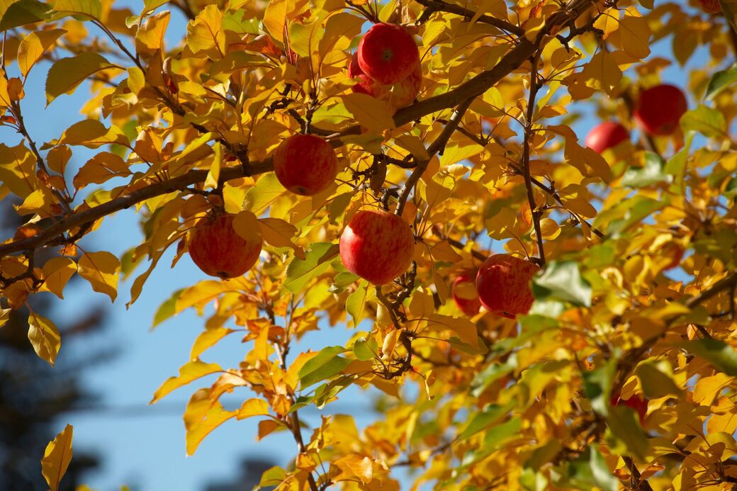 Herbstlicher Apfelbaum mit Früchten