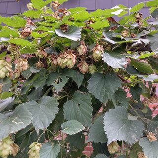 Herbstlicher Hopfenstrauch im Schrebergarten