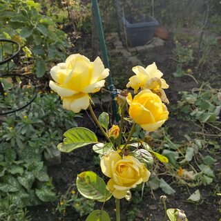 Rosenstrauch im herbstlichen Schrebergarten