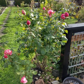 Rosenstrauch im Schrebergarten