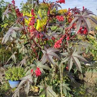 Herbst im Schrebergarten