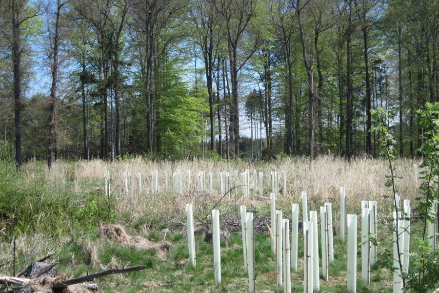 Aufforstungsmaßnahmen in der gemeinde Unzenberg