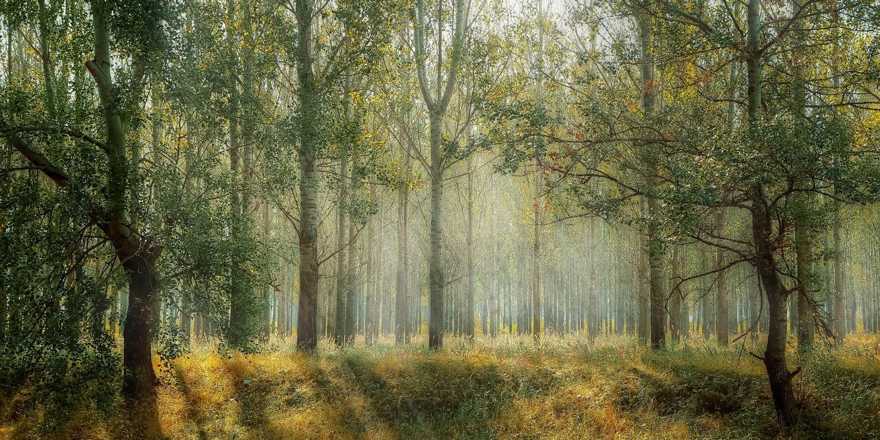 Wald
