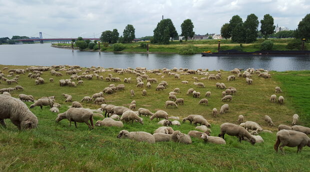 Schafe grasen auf den Moerser Grinden