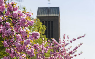 Turm der St. Elisabeth Kirche an der Elisabethstraße in Walsum-Vierlinden mit Kirschblüte