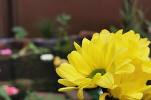 GS Kultur- und Lesegarten_1