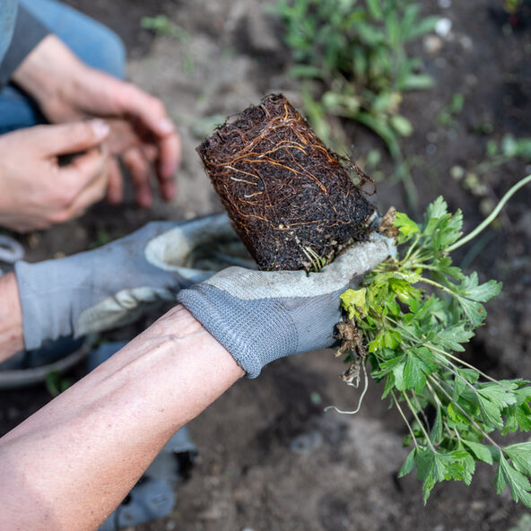 Pflanzaktion des Stadtdtbüro Hochfeld