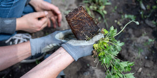 Pflanzaktion des Stadtdtbüro Hochfeld