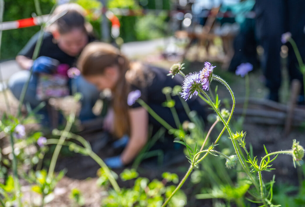 Pflanzaktion des Stadtdtbüro Hochfeld