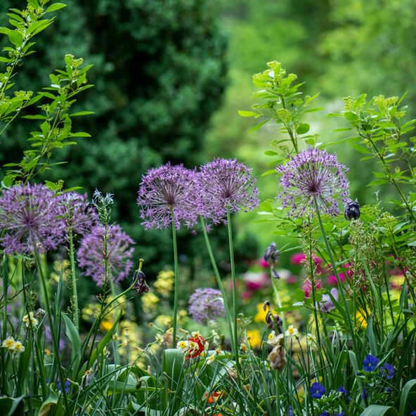 Blumenwiese