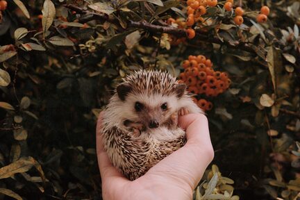 Igel