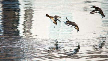 Enten fliegend Richtung Wasser