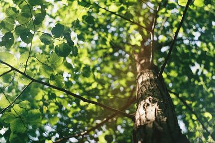 Ansicht auf einen Baum von unten mit vielen grünen Blättern