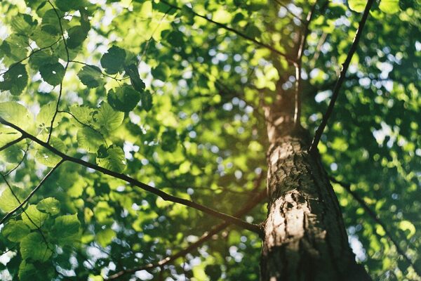 Ansicht auf einen Baum von unten mit vielen grünen Blättern