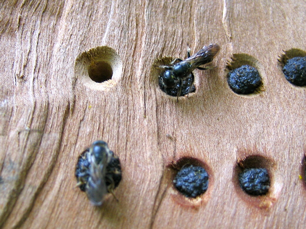 Scherenbienen an Nisthotel