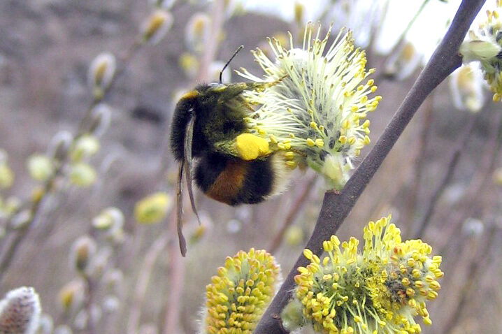 Hummel auf Weidenkätzchen