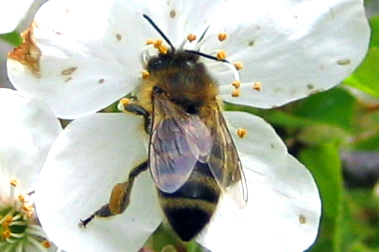 Honigbiene in Kirschblüte