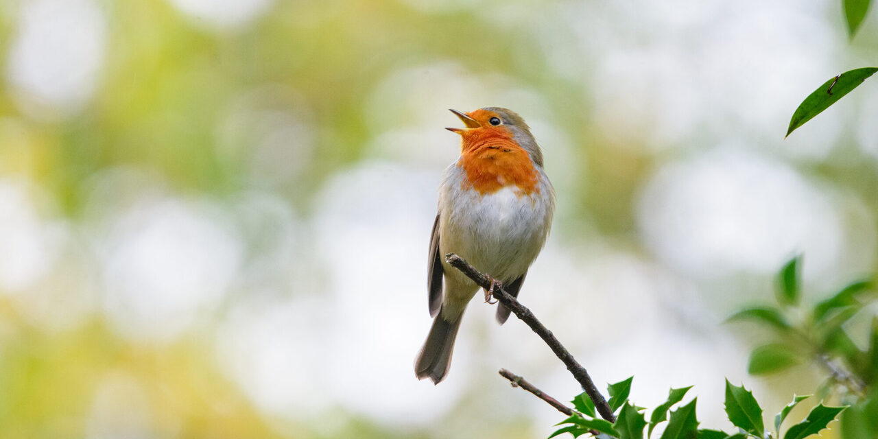 Rotkehlchen auf Zweig